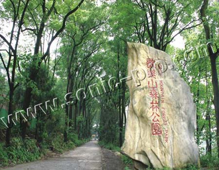 重庆市歌乐山国家森林公园